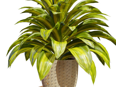 Corn Plant 3D Модель