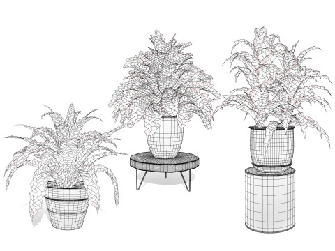 Corn Plant 3D Модель