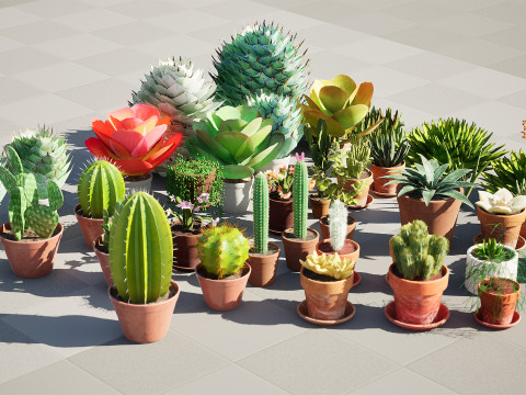Low-Poly Potted Cactus and Succulent Collection Model 3D