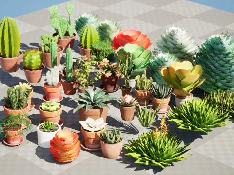 Koleksi Kaktus dan Sukulen Pot Poli Rendah Model 3D
