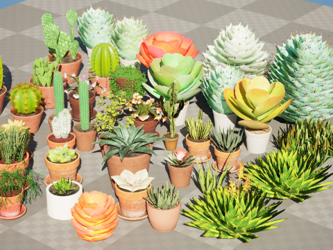 Low-Poly Potted Cactus and Succulent Collection 3D Модель