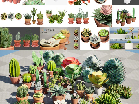 Koleksi Kaktus dan Sukulen Pot Poli Rendah Model 3D