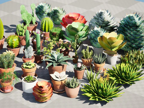 Koleksi Kaktus dan Sukulen Pot Poli Rendah Model 3D