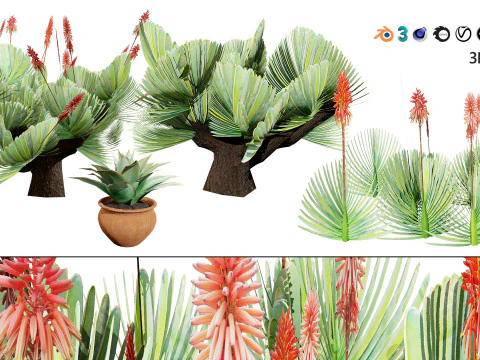 Fan Coral Aloe Pack 3D Model
