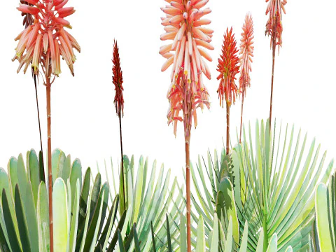Fan Coral Aloe Pack 3D Model