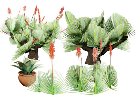 Fan Coral Aloe Pack 3D Model