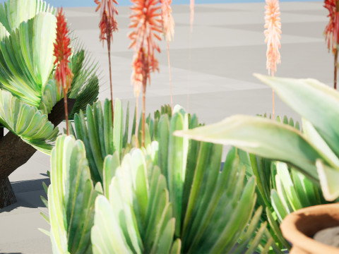 Fan Coral Aloe Pack Modèle 3D