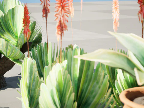 Fan Coral Aloe Pack 3D Model