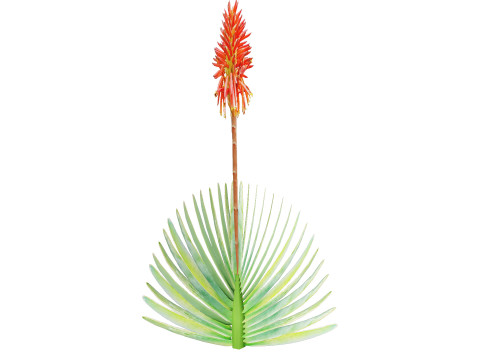 Fan Coral Aloe Pack Modèle 3D