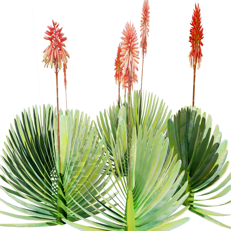Fan Coral Aloe Pack Modèle 3D .c4d .max .obj .3ds .fbx .stl .blend