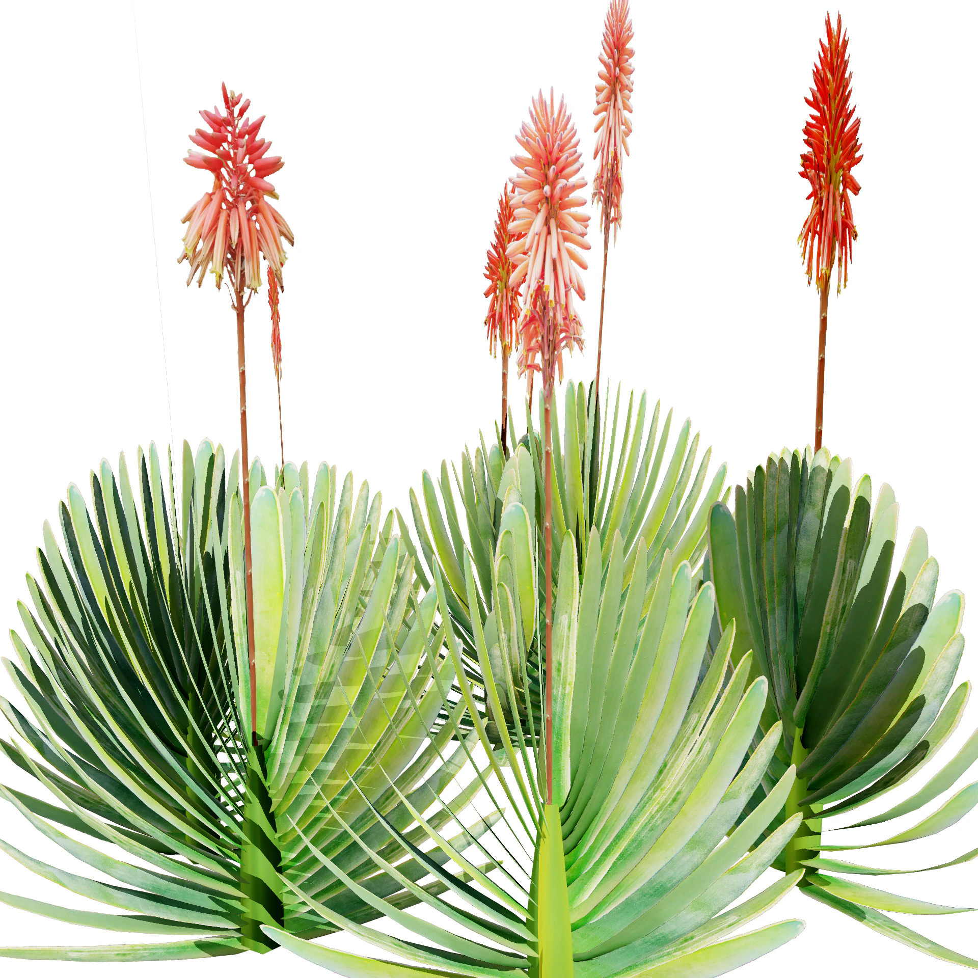 Fan Coral Aloe Pack 3D Model .c4d .max .obj .3ds .fbx .stl .blend 