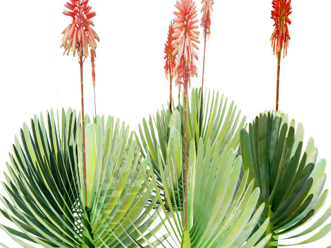 Fan Coral Aloe Pack Modelo 3D