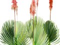 Fan Coral Aloe Pack 3D Model