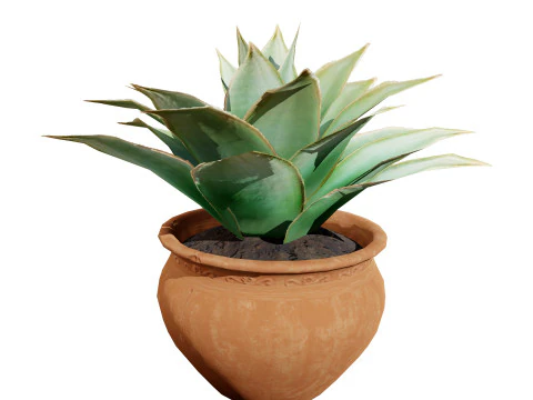 Fan Coral Aloe Pack 3D Model