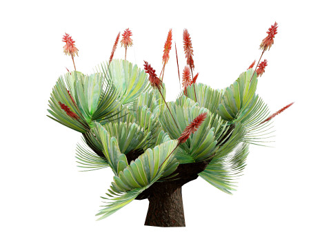 Fan Coral Aloe Pack Modèle 3D