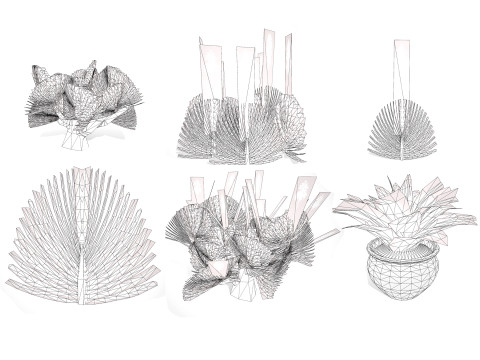 Fan Coral Aloe Pack Modèle 3D