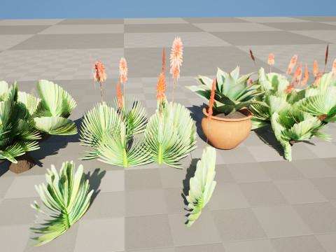 Fan Coral Aloe Pack Modèle 3D