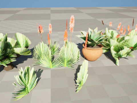 Fan Coral Aloe Pack 3D Model