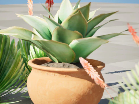 Fan Coral Aloe Pack 3D Model