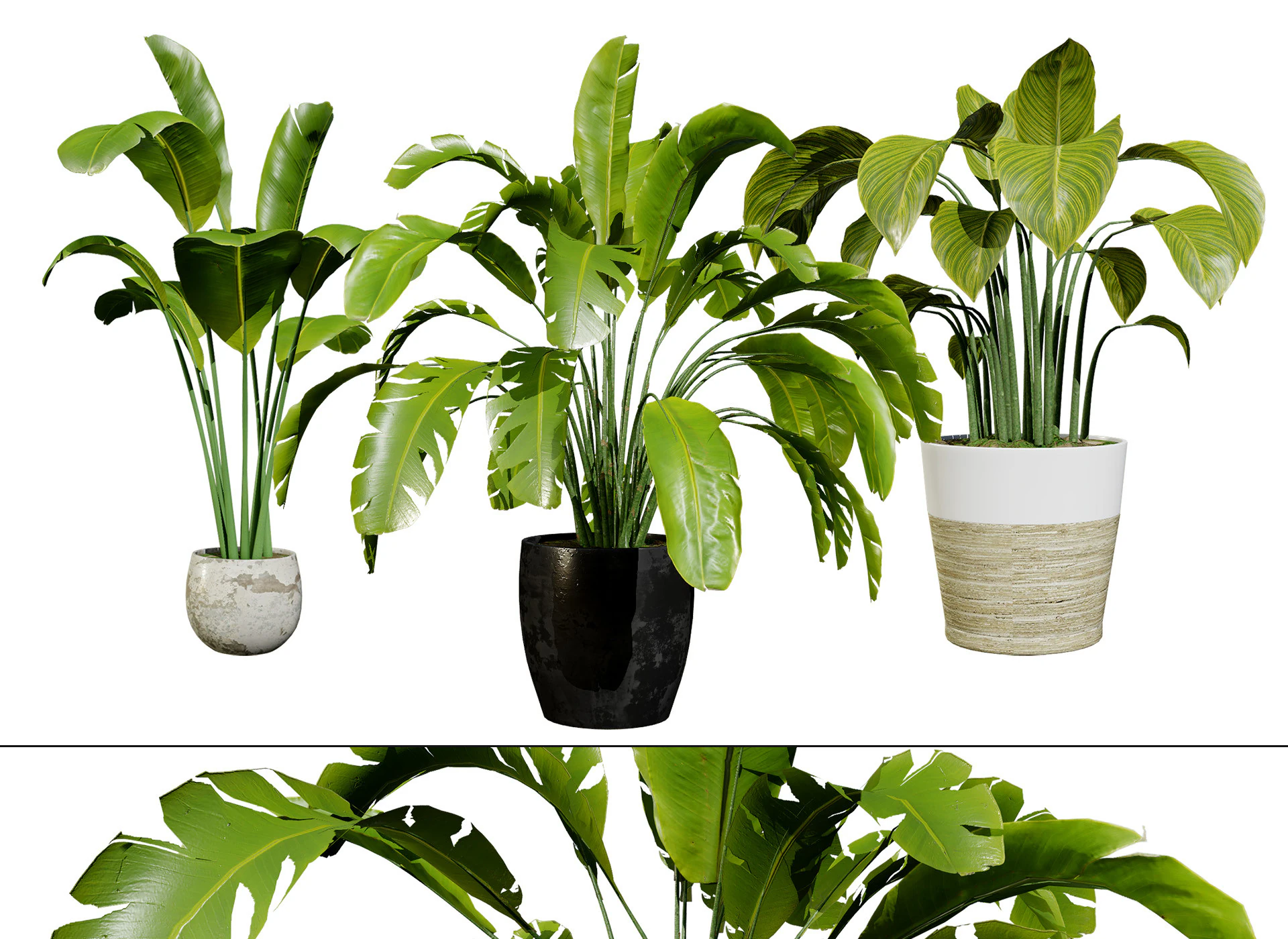 Indoor Potted Banana Plants 3D Model .c4d .max .obj .3ds .fbx .stl .blend 