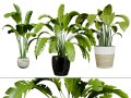 Indoor Potted Banana Plants 3D Модель