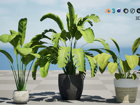 Indoor Potted Banana Plants 3D Model