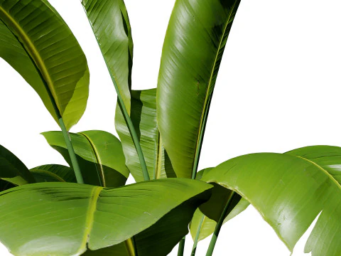Indoor Potted Banana Plants 3D Model