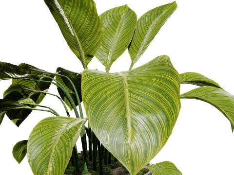 Indoor Potted Banana Plants 3D Model