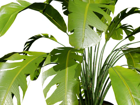 Indoor Potted Banana Plants 3D Model