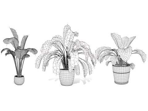 Indoor Potted Banana Plants 3Dモデル