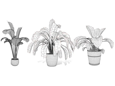 Indoor Potted Banana Plants 3D Model