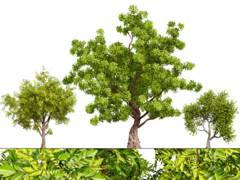 High-Quality Neem Tree Model Modelo 3D
