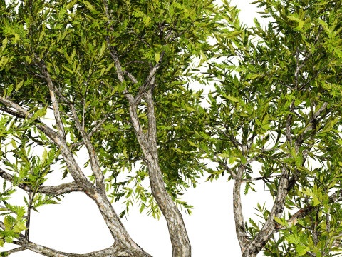 High-Quality Neem Tree Model 3D Model