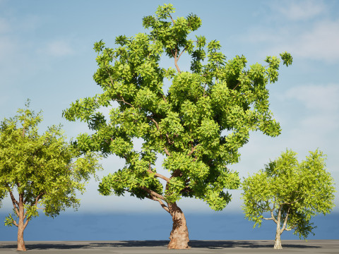 High-Quality Neem Tree Model 3D Model