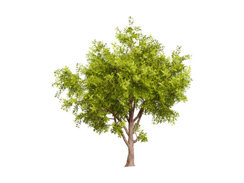 High-Quality Neem Tree Model 3D Model