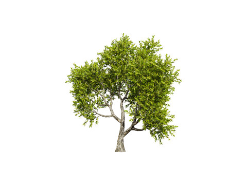 High-Quality Neem Tree Model 3D Model