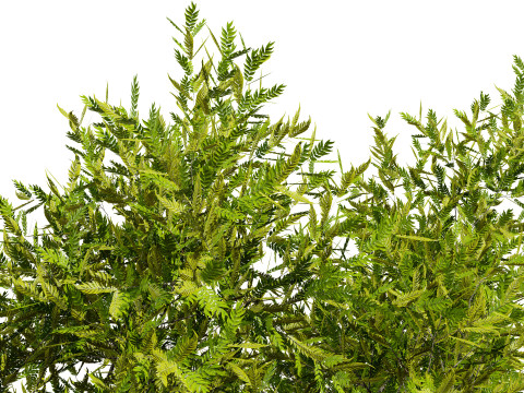 High-Quality Neem Tree Model 3D Model