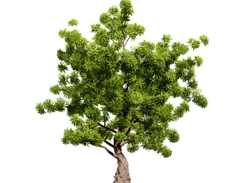High-Quality Neem Tree Model 3D Model
