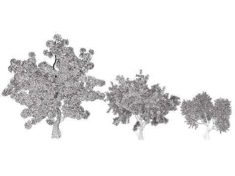 High-Quality Neem Tree Model 3D Model
