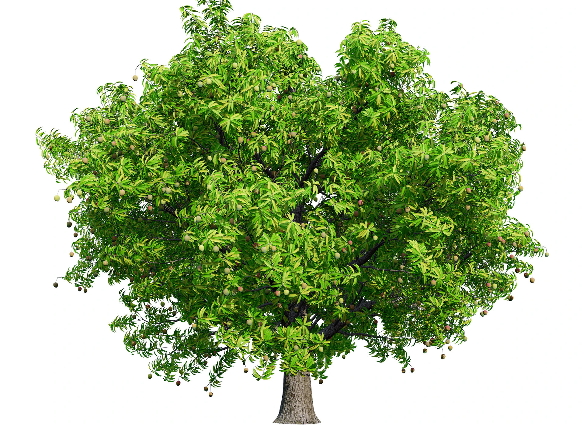 Mango Tree 3D Model .c4d .max .obj .3ds .fbx .stl .blend