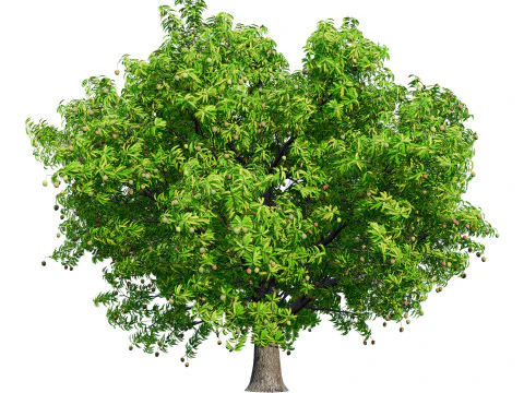 Mangobaum 3D Modell