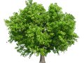 Mango Tree Modelo 3D