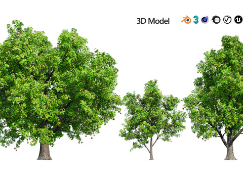 Mango Tree 3D Model