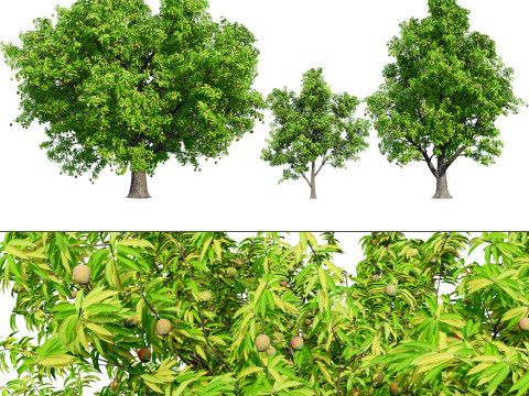 Mango Tree 3D Model