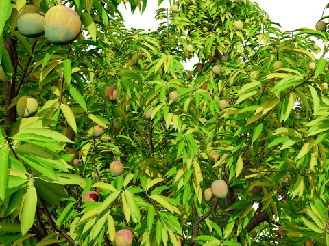 Mango Tree 3D Model