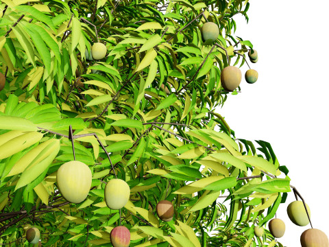 Mango Tree 3D Model