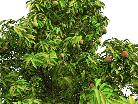 Mango Tree 3D Model