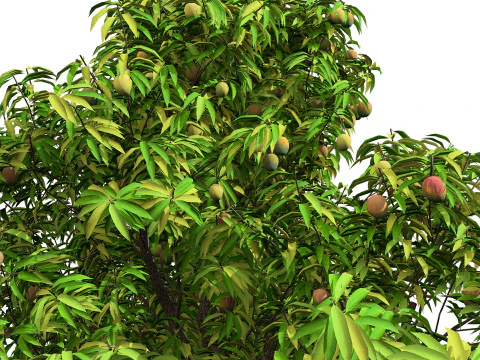 Mango Tree 3D Model