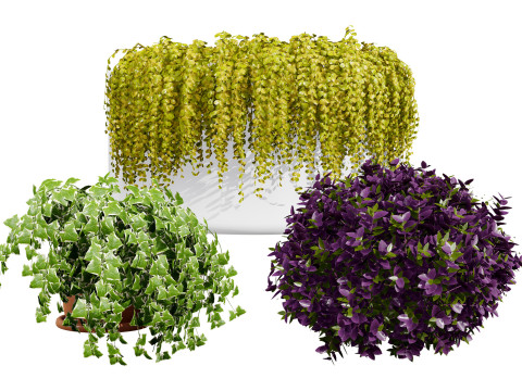 Golden Trio Plants 3D Model