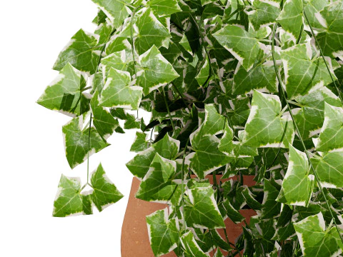 Golden Trio Plants 3D Model